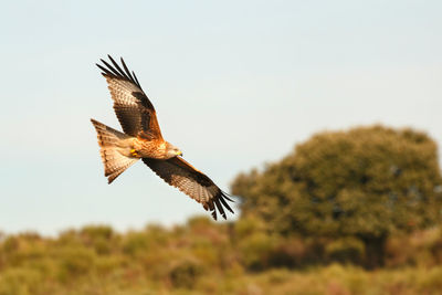 Low angle view of eagle flying