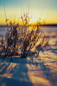 Close-up of snow on land against sky during sunset