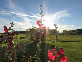 Pink flowers blooming in field