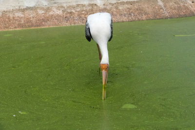 High angle view of bird on lake