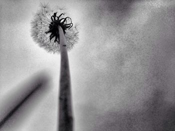 Low angle view of flowers against sky