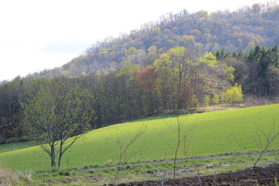 Trees on field against sky