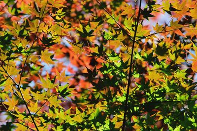 Close-up of autumn leaves on tree