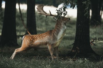 Deer in a forest