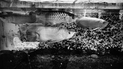 Fish swimming in sea