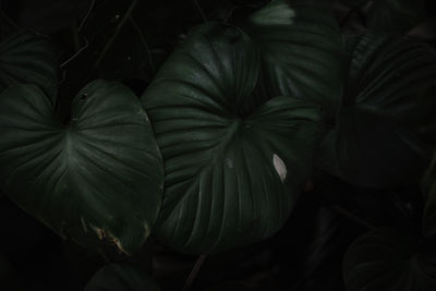 Full frame shot of fresh green plant