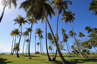 A walk between palms