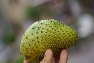 Close-up of hand holding fruit