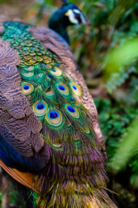 Close-up of peacock