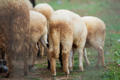 Sheep grazing in a field