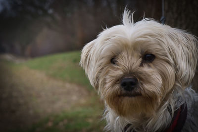 Close-up portrait of a dog