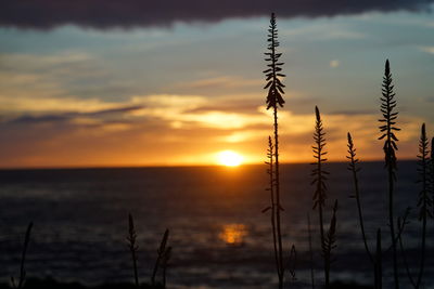 Scenic view of sunset over sea