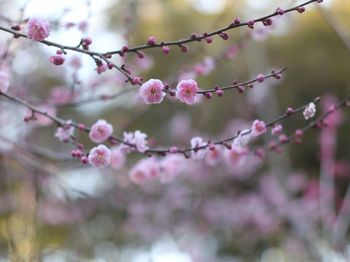 Low angle view of pink cherry blossom