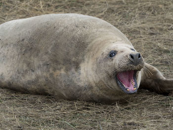 Close-up of sea lion lying on sand