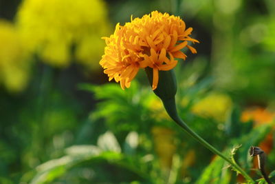 Close-up of yellow flower