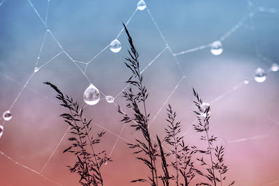 Close-up of spider on web
