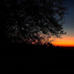 Silhouette of trees at sunset