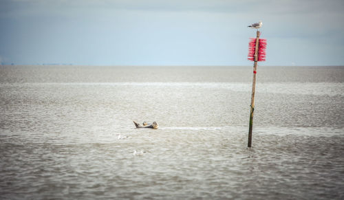 View of birds on the sea