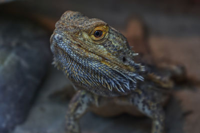 Close-up of lizard