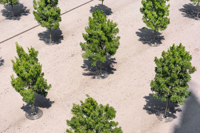 High angle view of plants growing on street