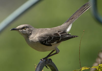 Close-up of bird perching on branch