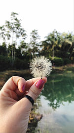 Close-up of hand holding dandelion against white background