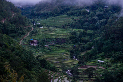 High angle view of agricultural field