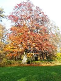 Trees in park