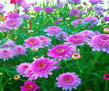 High angle view of pink flowering plants on field