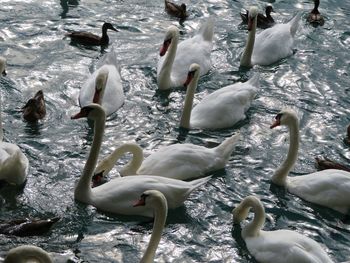 High angle view of swans floating on lake