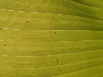 Full frame shot of yellow leaf