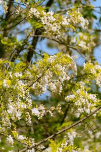 Low angle view of cherry blossom