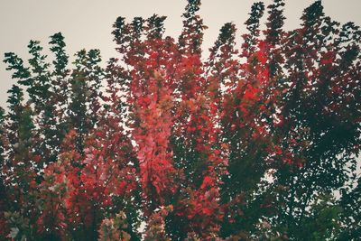 Low angle view of flower trees against sky