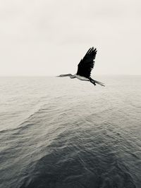 View of bird flying over sea