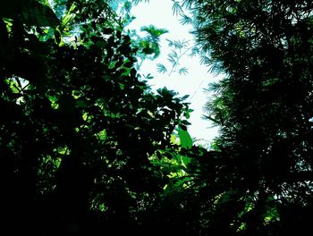 Low angle view of trees in forest against sky