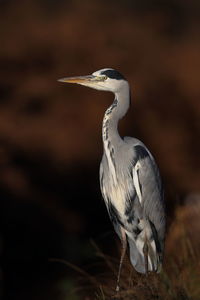 The grey heron