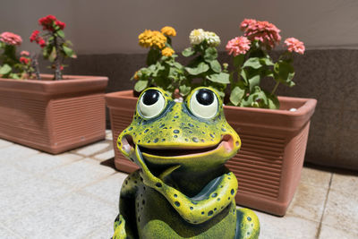 Close-up of flower pot and a frog