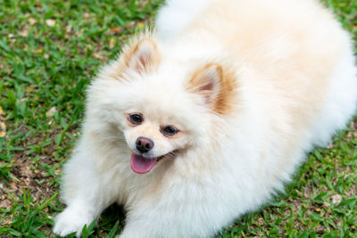 High angle view of dog on field