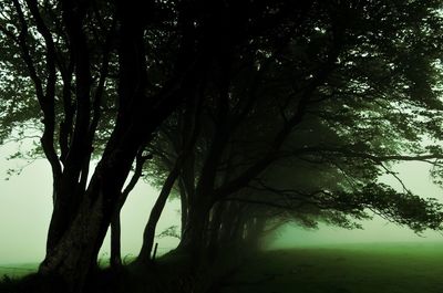 Silhouette trees growing on field against sky