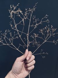 Close-up of dry plant