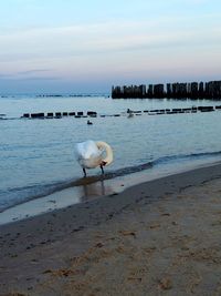 View of birds on beach