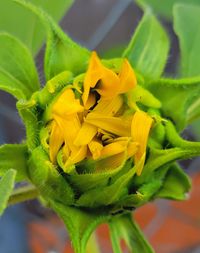 Close-up of sunflower on plant