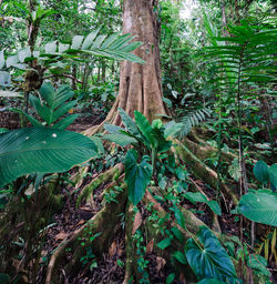 Close-up of tree growing in forest