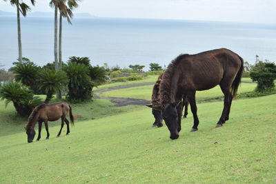 Horses grazing in a field