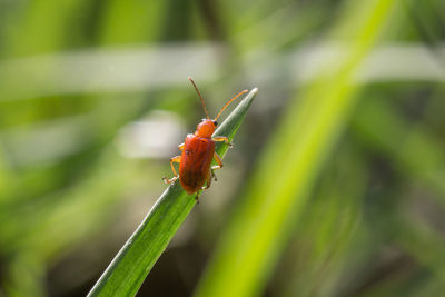 Close-up of insect on plant