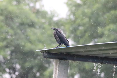 Bird perching on a rainy day