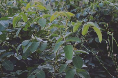 Full frame shot of leaves