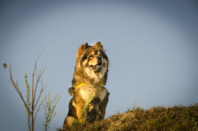 Dog standing on grassy field against clear sky