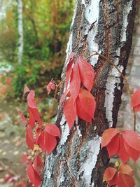 Close-up of red leaves on tree trunk