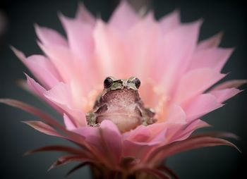 Close-up of pink flower